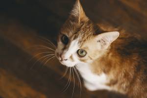 Nicolas CASTANO - CONSCIENCE SAUVAGE | NICOLAS CASTANO